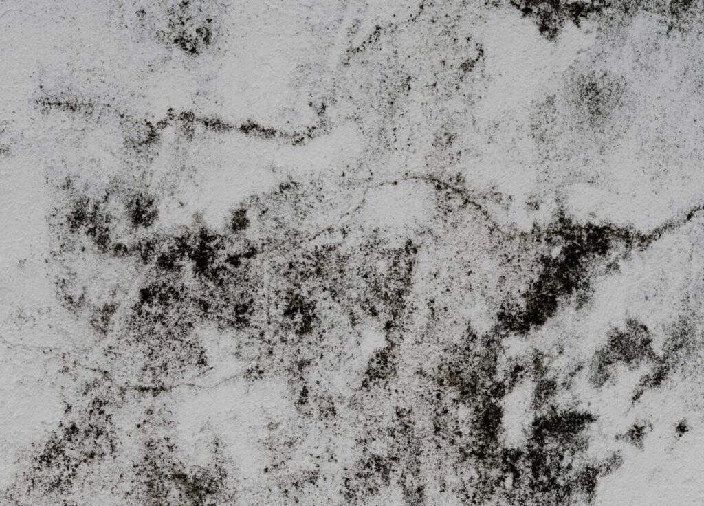 Is Black Mold in the Shower Dangerous? Know Why All Dry USA