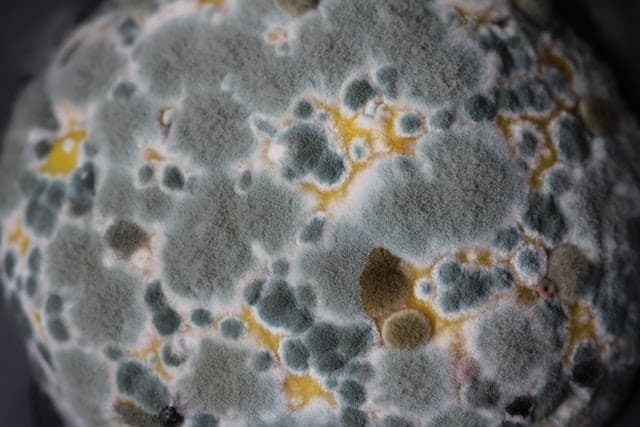 How To Get Mold Out Of Clothes