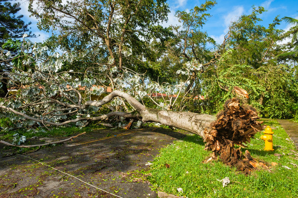 A large tree with an uprooted base has fallen across a street, its branches scattered over the pavement and nearby lawn. This is a stark reminder of the importance of minimizing hurricane damage. A yellow fire hydrant is visible next to the fallen trunk.