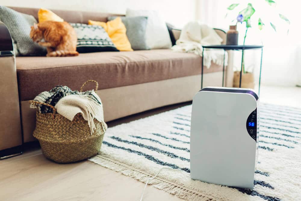 A dehumidifier sits on a rug in a cozy living room with a sofa, a basket of blankets, and a cat grooming itself on the sofa. Wondering what to know? This handy device can help you get rid of damp and keep your space comfortable.