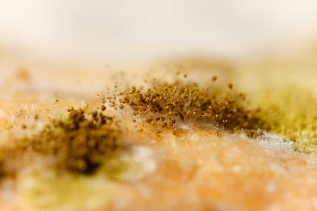 Close Up Of Green Mold
