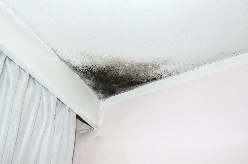 Close-up of a room corner with black mold on the ceiling above white curtains, highlighting the need for mold testing.
